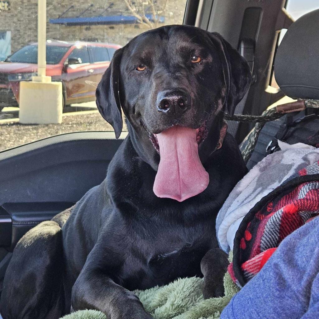 Photo of Harley, adoptable senior Retriever, Black Labrador / Mix in Oklahoma-based; Northeast placements, Oklahoma