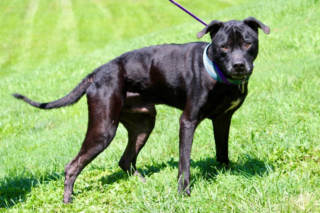 Photo of Butch, adoptable senior Mixed Breed in Brazil, Indiana