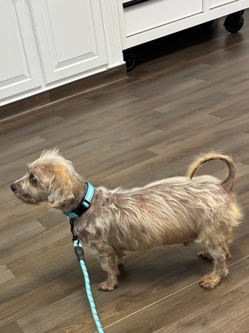 Photo of Elroy, adoptable senior Yorkshire Terrier Yorkie in Middlesex, North Carolina