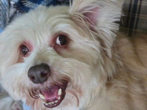 Photo of Rafael, adoptable senior Cairn Terrier in Columbia, Tennessee