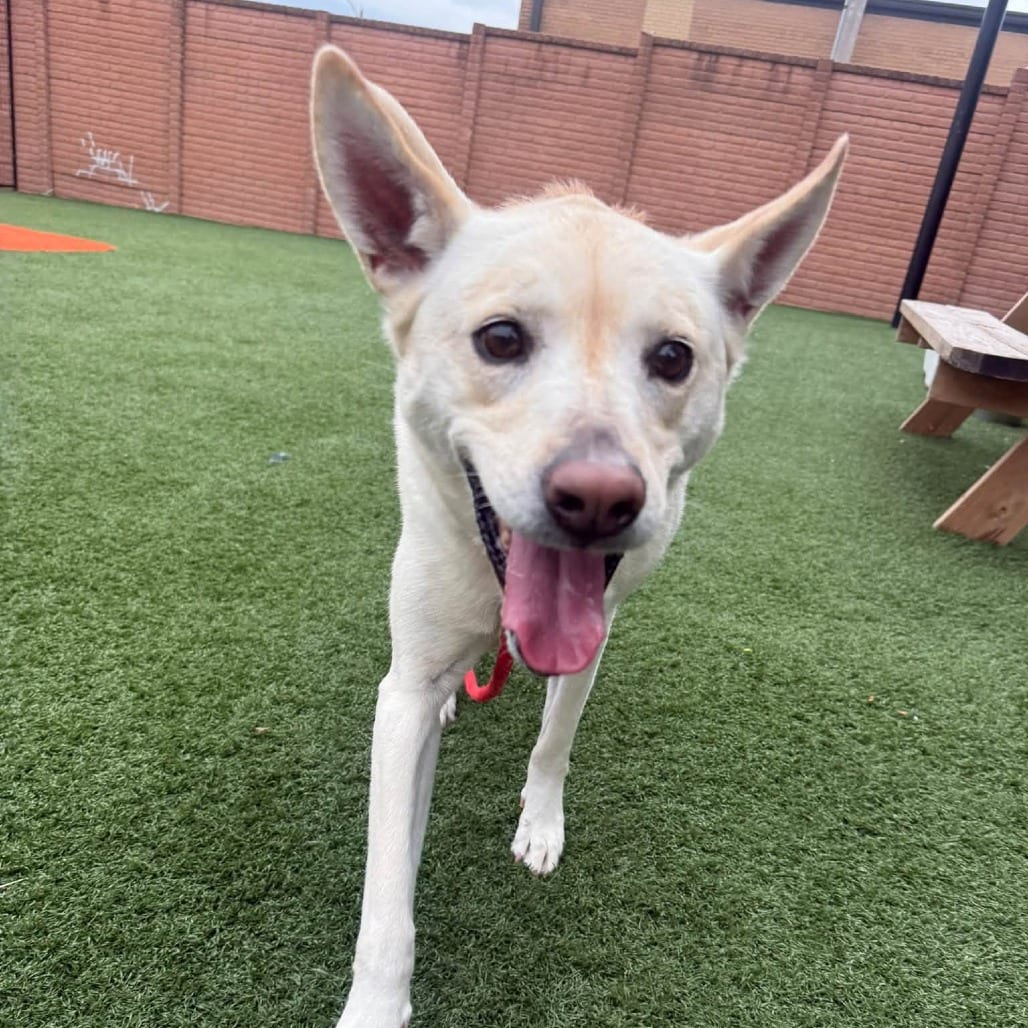 Photo of Lety, adoptable senior Mixed Breed (Medium) in St. Louis, Missouri