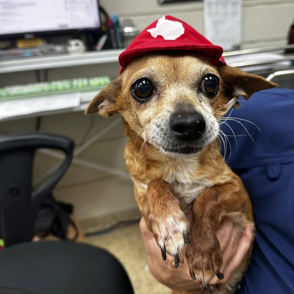 Photo of Tulip, adoptable senior Chihuahua in Houston, Texas