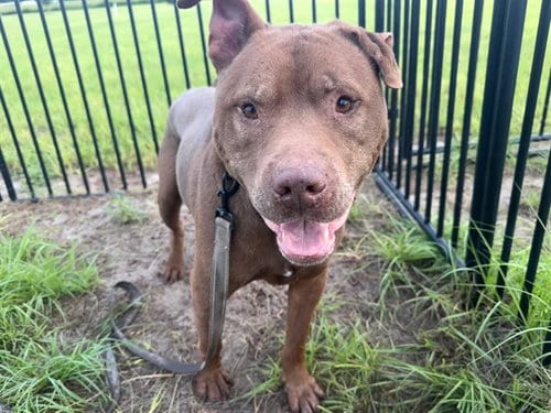 Photo of Henry, adoptable senior American Pit Bull Terrier in Ocala, Florida