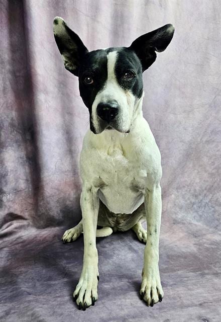 Photo of Rosella, adoptable senior Bull Terrier in Frisco, Colorado