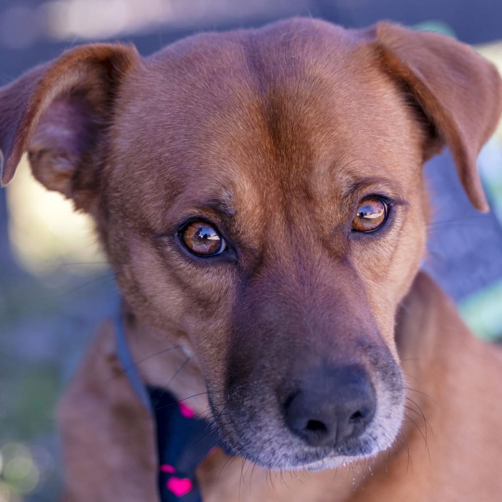Photo of Spike "Riley", adoptable senior Shepherd / Mixed Breed (Medium) in Weatherford, Texas