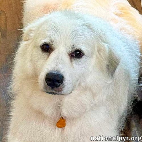 Photo of Lady in AL - Charming, Gentle & Easygoing, adoptable senior Great Pyrenees in Beacon, New York
