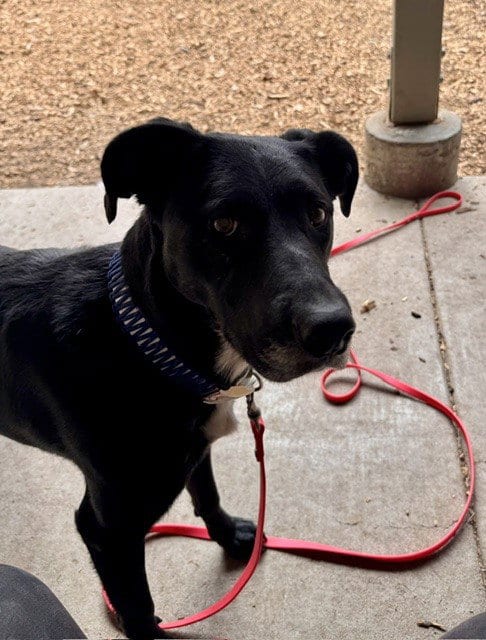 Photo of Pearl, adoptable senior Labrador Retriever in South Lake Tahoe, California