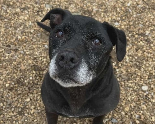 Photo of Cosmo, adoptable senior Pit Bull Terrier in Anniston, Alabama