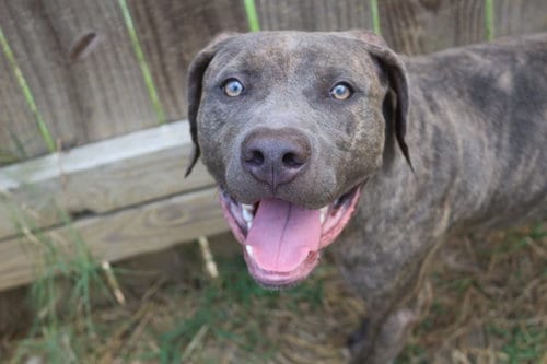 Slim, adoptable senior Mastiff in Jackson, MS
