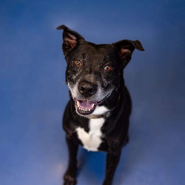 Photo of Gary Hw+, adoptable senior Labrador mixed Pit Bull in Lawrenceville, Georgia