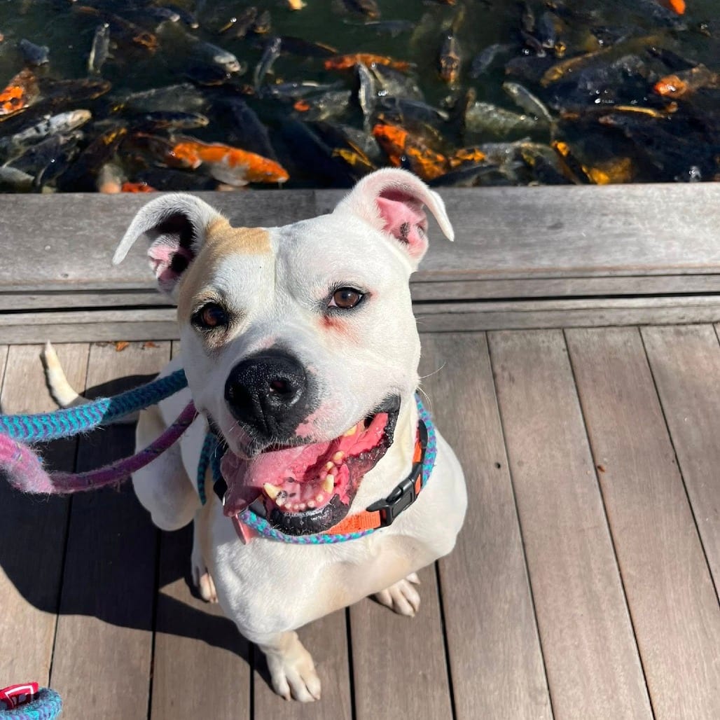 Photo of Johnny Bravo, adoptable senior Mixed Breed (Large) in St. Louis, Missouri