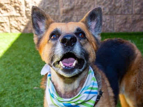 Photo of Leroy Jethro Gibbs, adoptable senior German Shepherd Dog in Moreno Valley, California