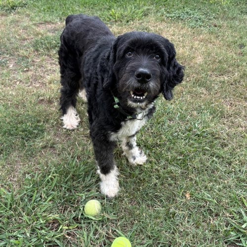 Photo of Balsamic, adoptable senior Terrier in Dallas, Texas
