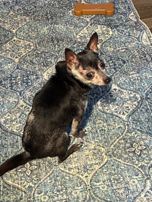 Photo of Elvis, adoptable senior Chihuahua in Middlesex, North Carolina