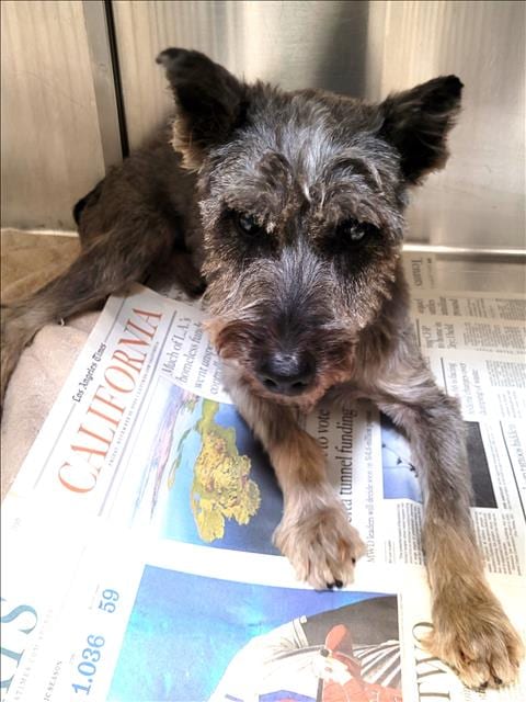 Photo of Mister, adoptable senior Miniature Schnauzer in Los Angeles, California
