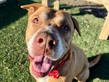 Photo of Mustang, adoptable senior dog in Georgetown, Texas