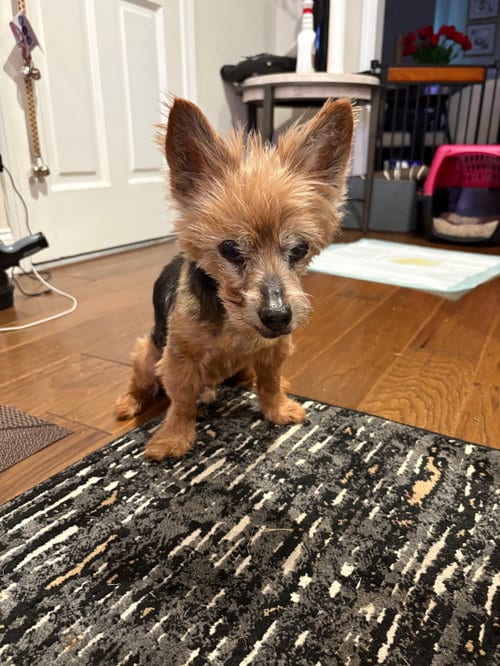 Photo of Levi Apr 26, adoptable senior Yorkshire Terrier Yorkie in Pacolet, South Carolina