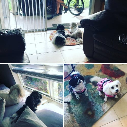 Photo of Mia & Milu (Bonded Pair), adoptable senior Maltese in Miami, Florida