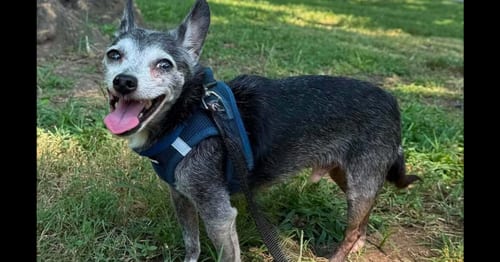 Photo of Abe, adoptable senior Chihuahua in Columbia, Tennessee