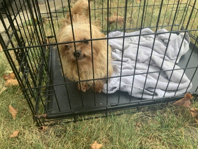 Photo of Senior Yorkshire Terrier, adoptable senior Yorkshire Terrier in Chicago, Illinois