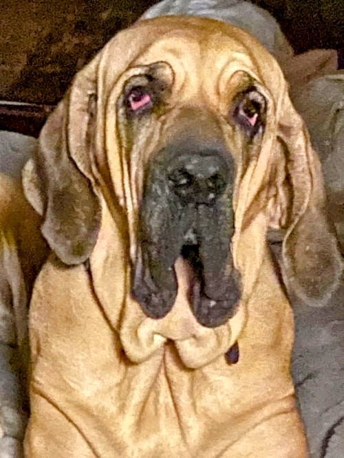 Photo of Taarna, adoptable senior Fila Brasileiro in Jasper, Alabama