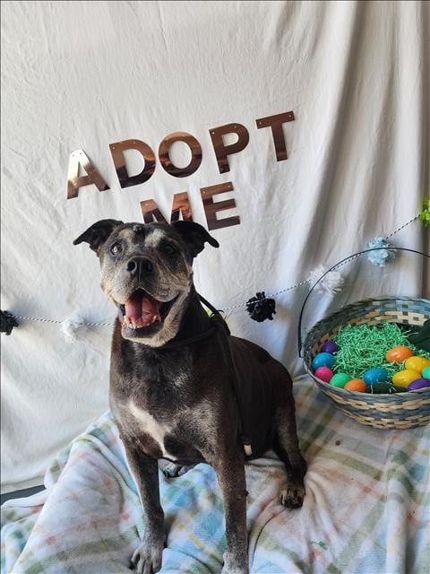 Photo of Sheba, adoptable senior Pit Bull Terrier in Chatsworth, California