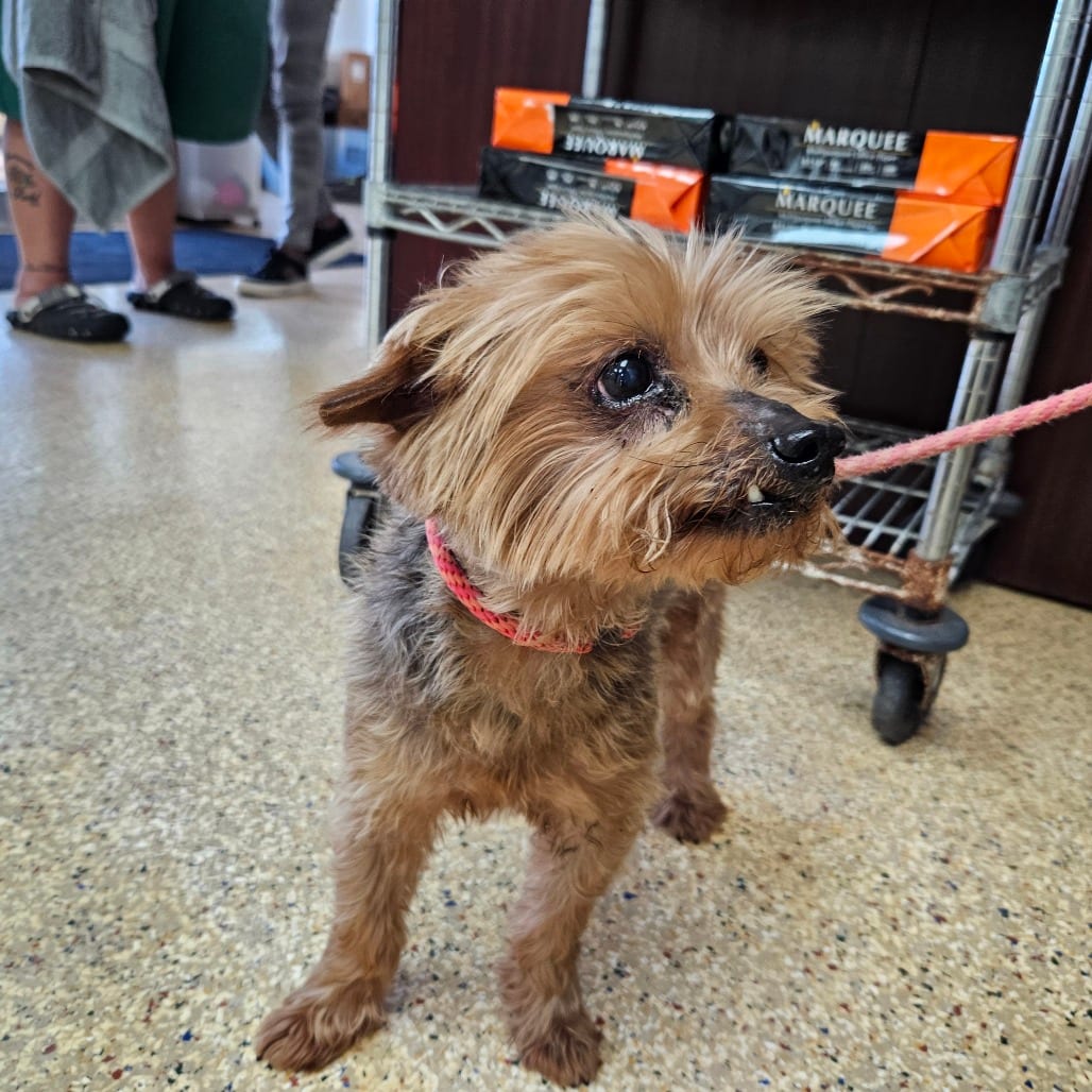 Photo of Kevin, adoptable senior Terrier, Yorkshire, Yorkie in Houston, Texas