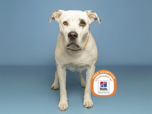 Photo of Zoey, adoptable senior American Bulldog in Phoenix, Arizona