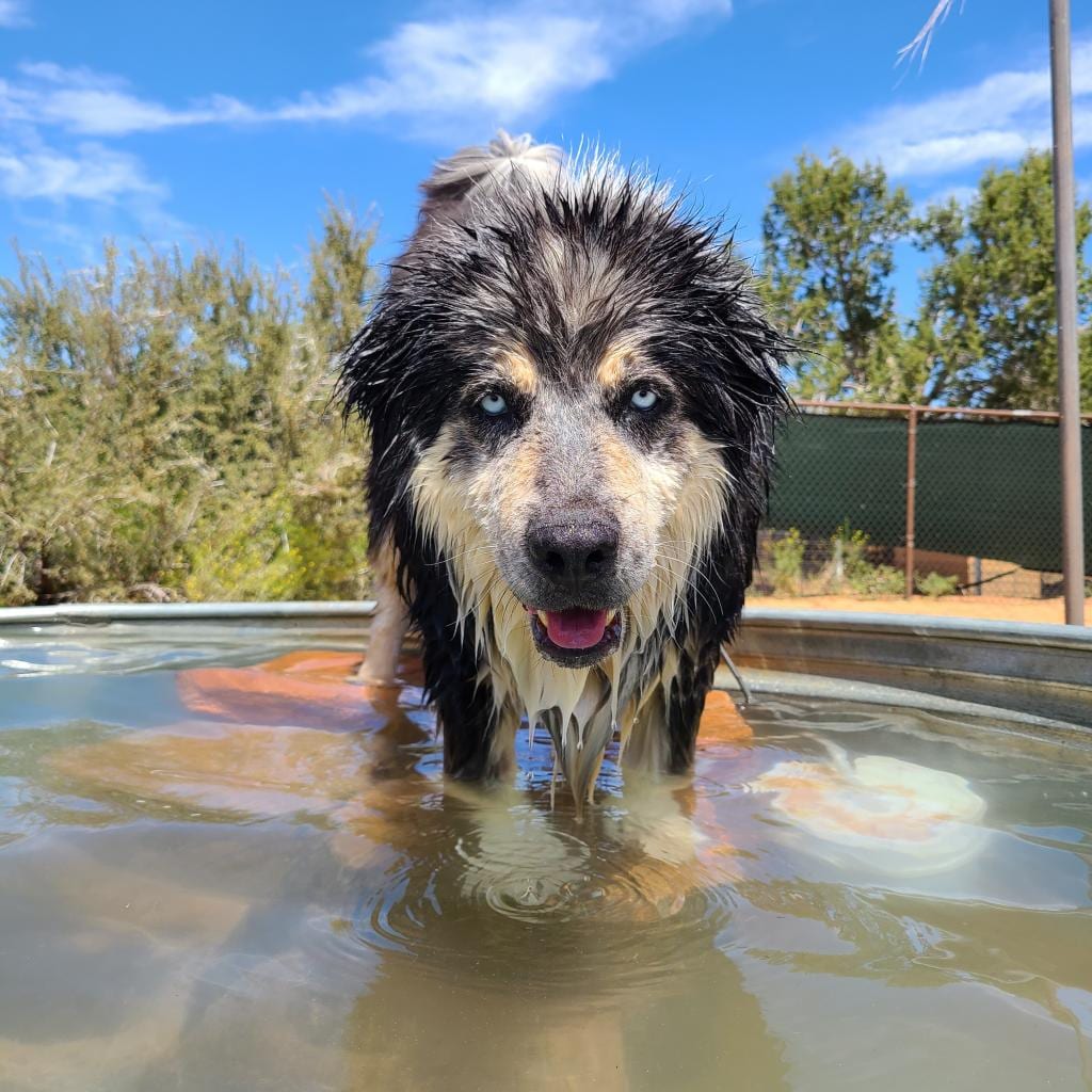Photo of Archo, adoptable senior Malamute, Alaskan / Mix in Kanab, Utah