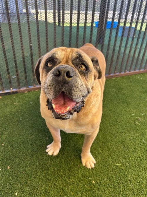 Photo of Tator, adoptable senior English Bulldog in Rockwall, Texas