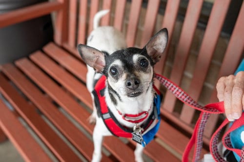 Photo of Rocky, adoptable senior Rat Terrier in Mundelein, Illinois