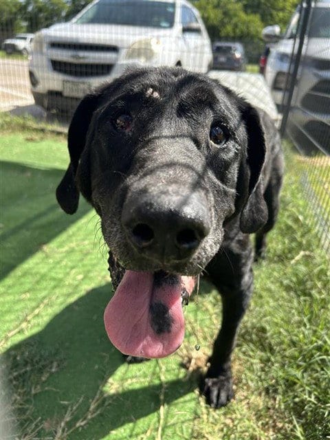 Photo of Midnight, adoptable senior Labrador Retriever in Waco, Texas