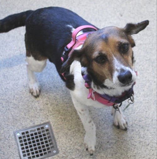 Photo of Anya, adoptable senior Beagle in Fairfax, Virginia
