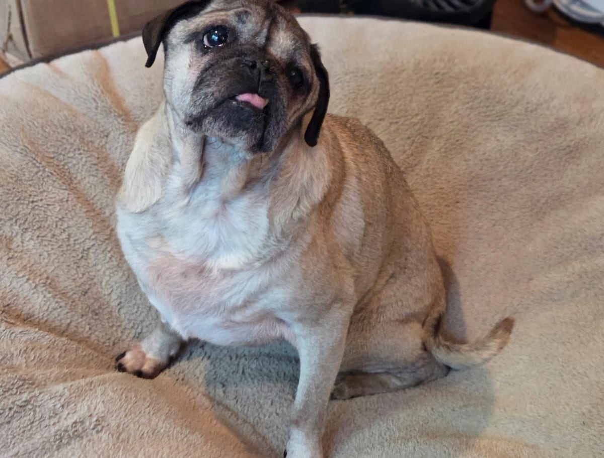 Photo of Caesar, adoptable senior Pug in Grapevine, Texas