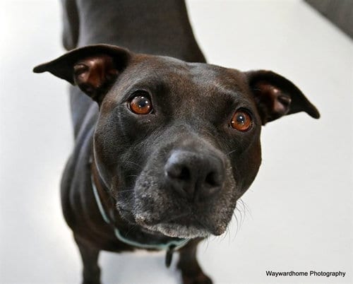 Photo of Lucky, adoptable senior Labrador Retriever in Ocala, Florida