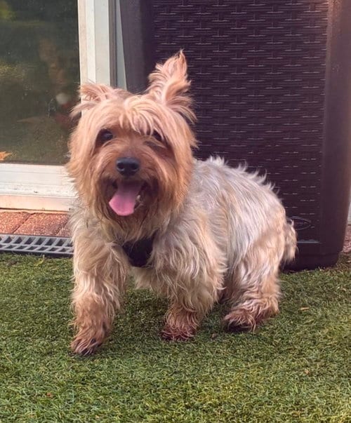 Photo of Monk, adoptable senior Silky Terrier in North Babylon, New York