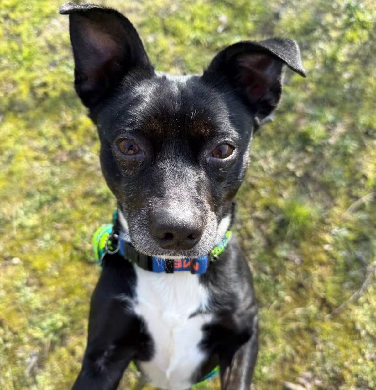 Photo of Homer, adoptable senior Terrier (Unknown Type, Small) in Grants Pass, Oregon