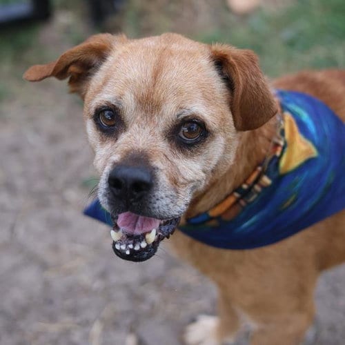 Photo of Dino, adoptable senior Beagle in San Antonio, Texas