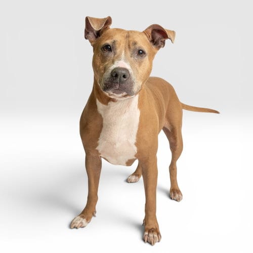 Photo of Bailey, adoptable senior Pit Bull Terrier in Rowlett, Texas