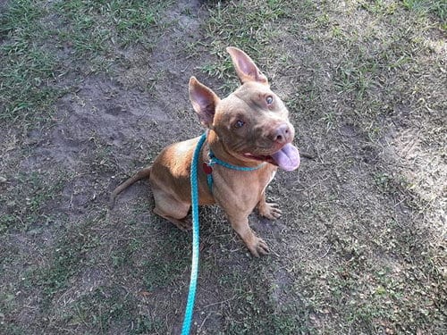 PAPRIKA, adoptable senior American Pit Bull Terrier in Green Cove Springs, FL