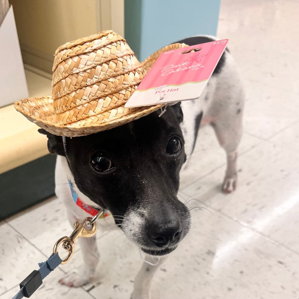 Photo of Mylo - Home to Home, adoptable senior Terrier, Jack Russell in South Elgin, Illinois