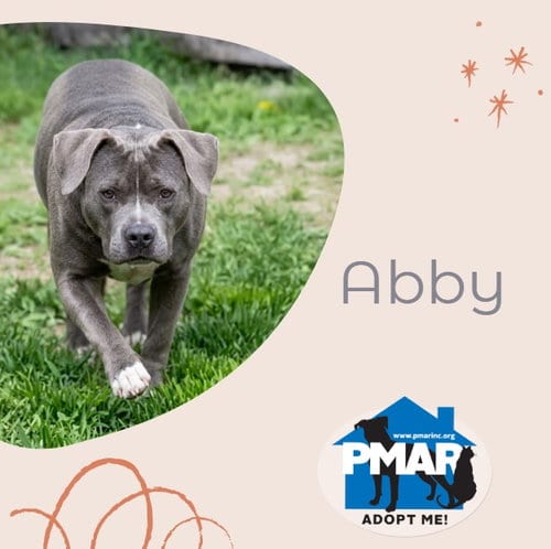 Photo of Abby, adoptable senior Pit Bull Terrier in Binghamton, New York