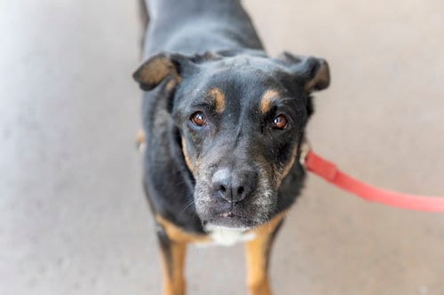 Sierra, adoptable senior Rottweiler in Royal Palm Beach, FL
