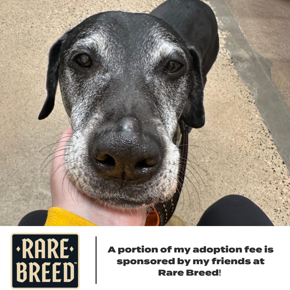 Photo of Dax D66899, adoptable senior Retriever, Black Labrador in Minnesota, Minnesota