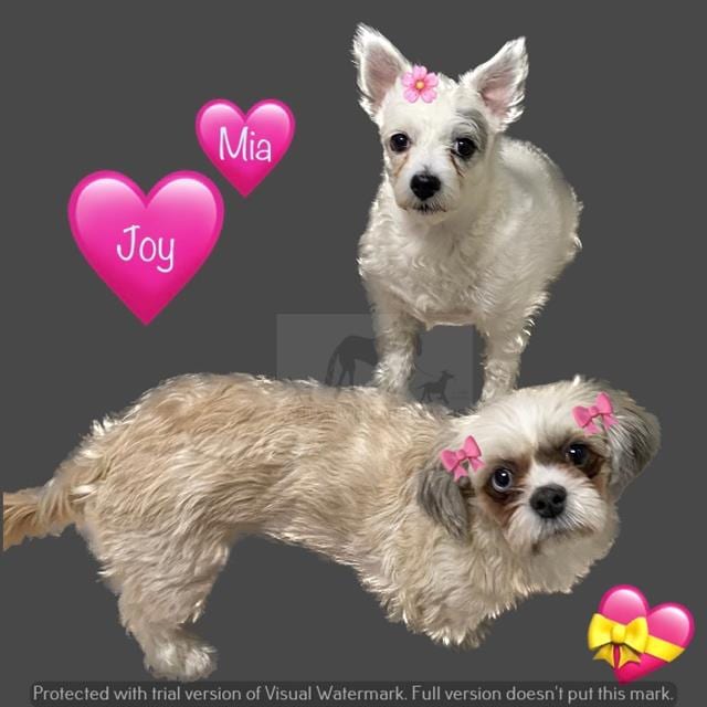 Photo of Mia, adoptable senior Chihuahua - Smooth Coated mix in Chicago Ridge, Illinois