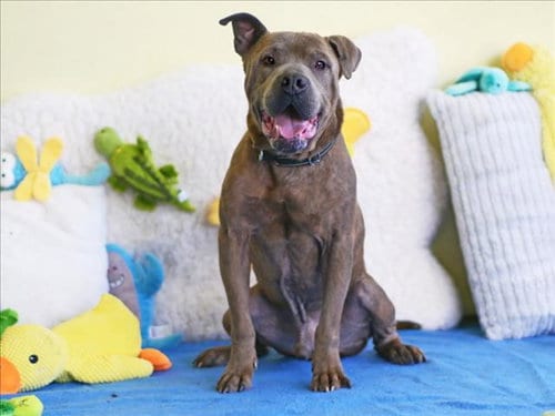 Photo of Lenny, adoptable senior Boxer in Tavares, Florida