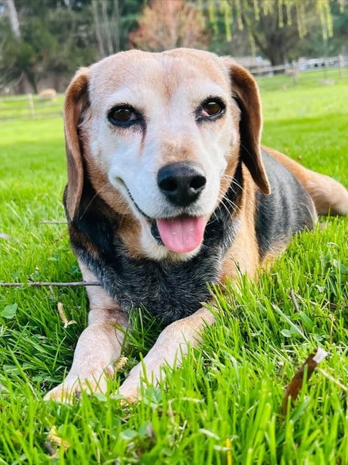 Photo of Bonnie, adoptable senior Beagle in Elizabethtown, Pennsylvania
