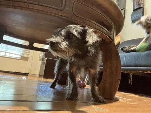 Photo of Missy, adoptable senior Border Terrier in Dallas, Texas