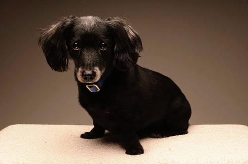 Photo of Buster, adoptable senior Dachshund in Humble, Texas
