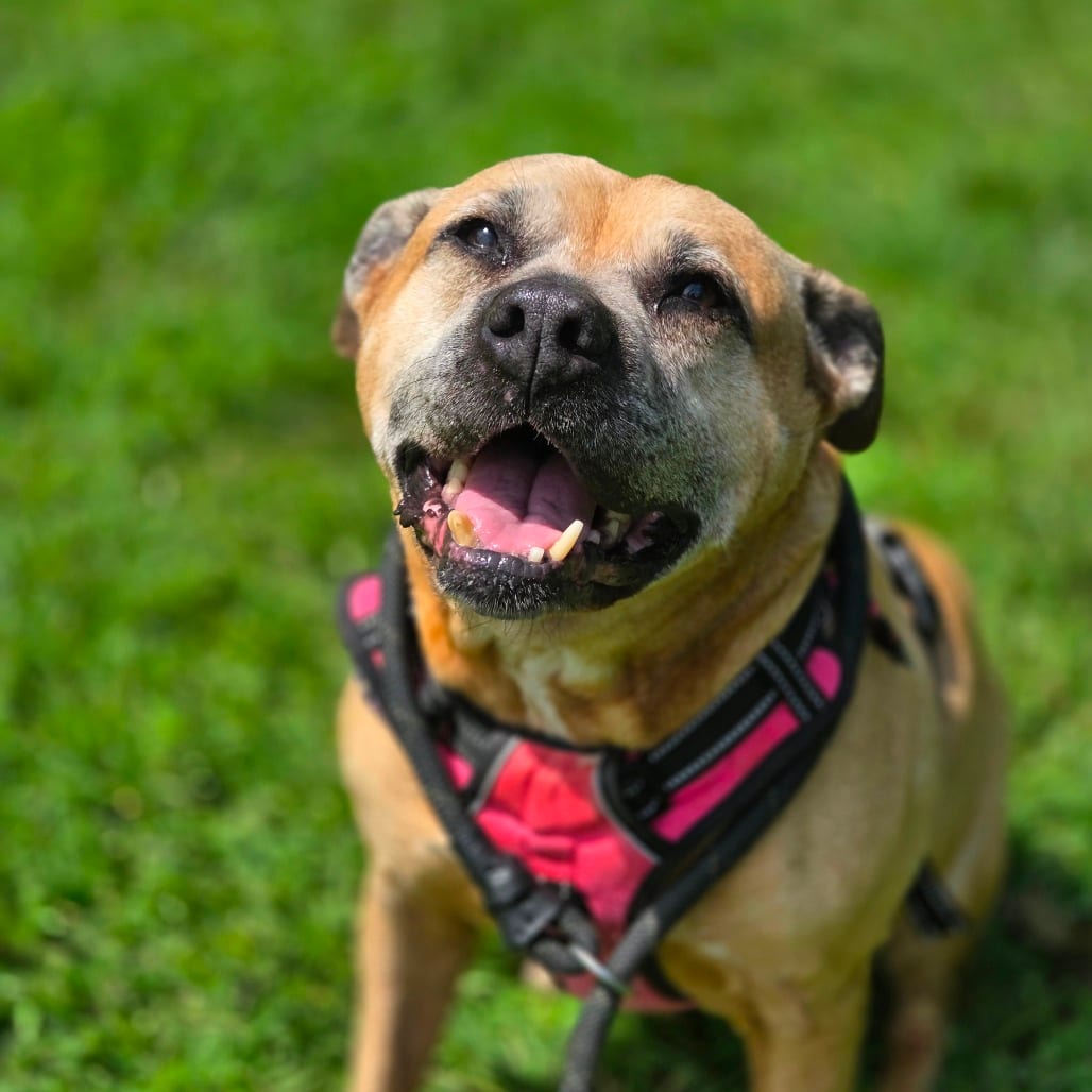 Photo of Lilly, adoptable senior Mixed Breed (Large) in Winfield, West Virginia